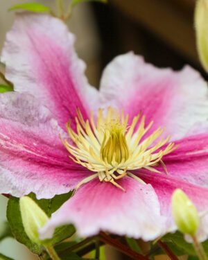 Clematis - immagine 4