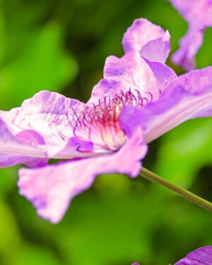 Clematis - immagine 5