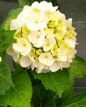 Ortensia macrophylla - immagine 3