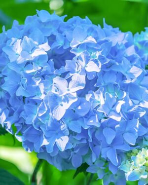 Ortensia macrophylla