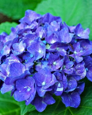 Ortensia macrophylla 'Black Steel'