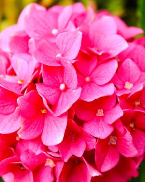 Ortensia macrophylla 'Black Steel' - immagine 2