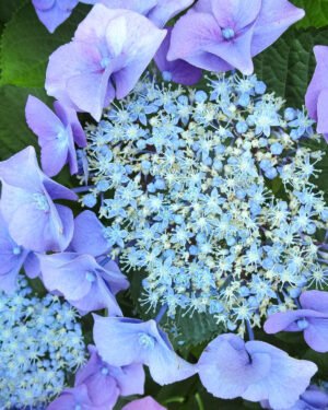 Ortensia macrophylla 'Teller' - immagine 4