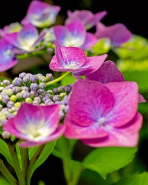 Ortensia macrophylla 'Teller'