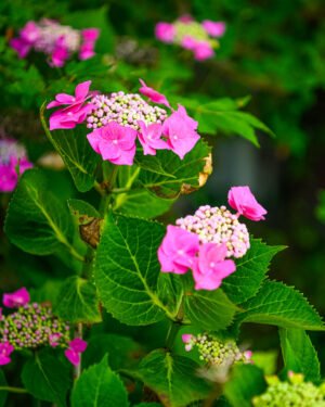 Ortensia macrophylla 'Teller' - immagine 3