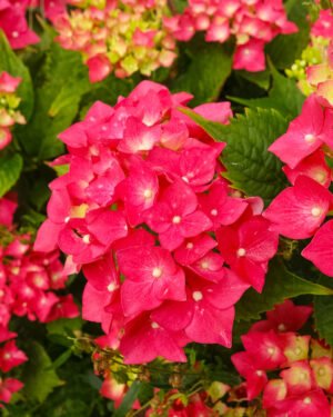 Ortensia macrophylla 'Teller' - immagine 2