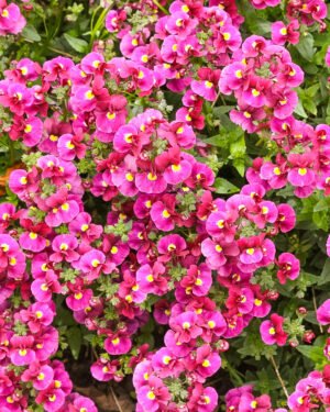 Nemesia 'Sunsatia'