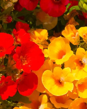 Nemesia 'Sunsatia' - immagine 2