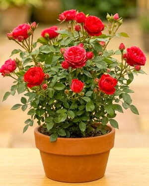 Rosa zepeti® - immagine 2