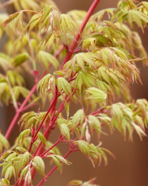 Acer palmatum 'Sango-kaku'