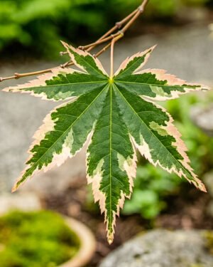 Acer palmatum 'Butterfly'