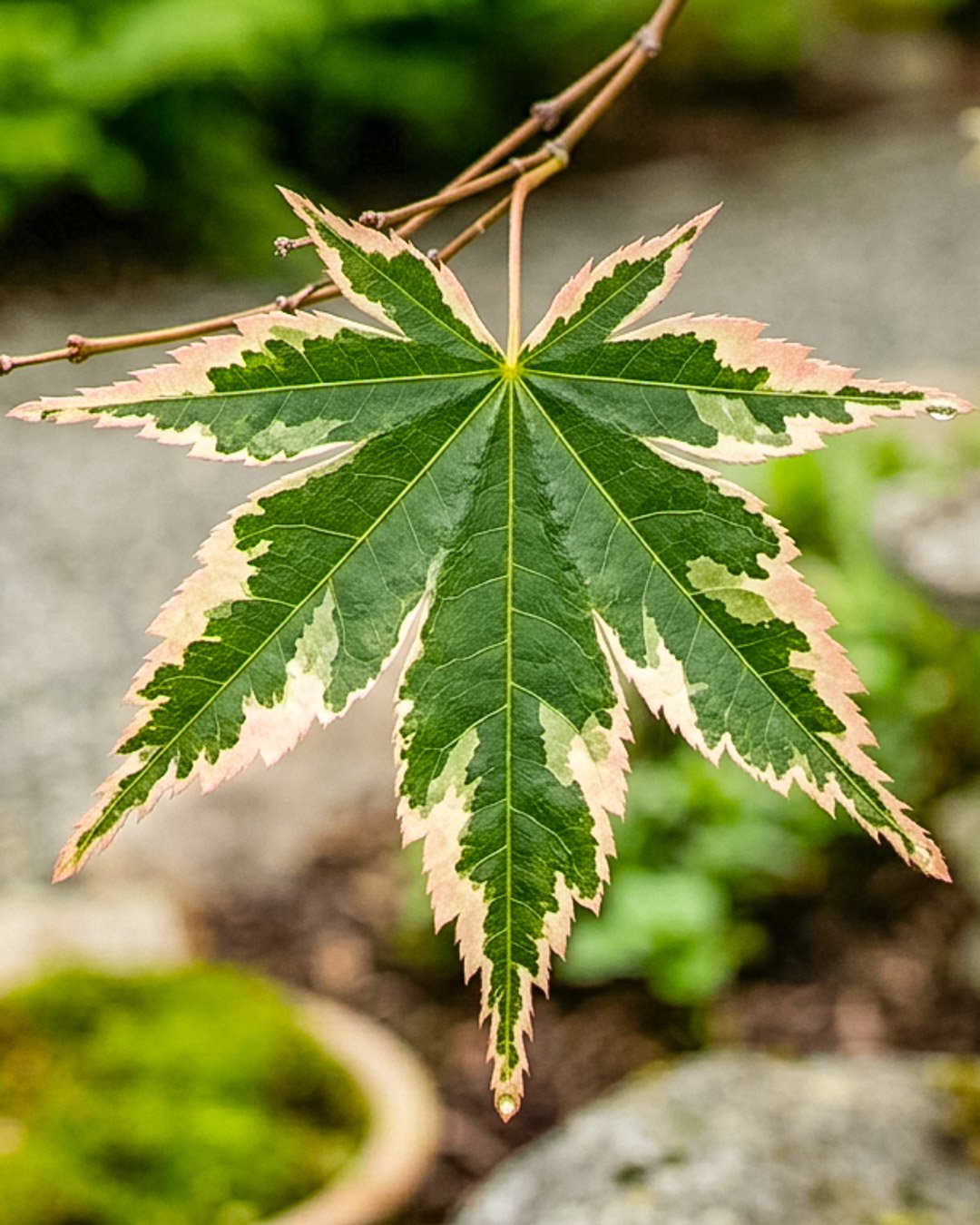 Acer palmatum 'Butterfly' Acer palmatum 'Butterfly' - immagine 1