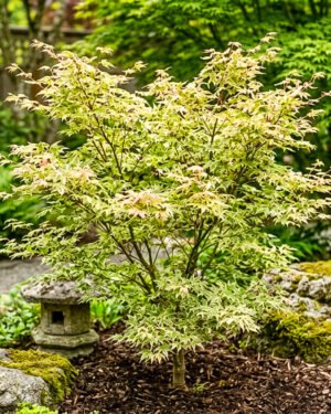 Acer palmatum 'Butterfly' - immagine 2