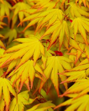 Acer palmatum 'Orange Dream' - immagine 2