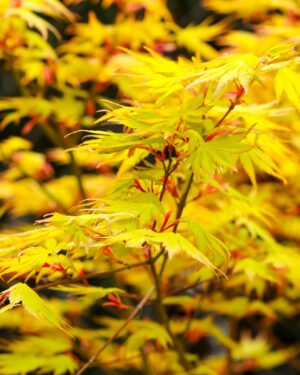 Acer palmatum 'Orange Dream'