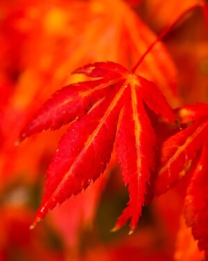 Acer palmatum 'Phoenix' - immagine 2