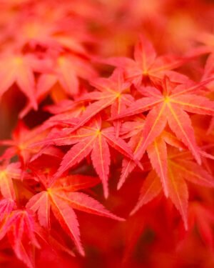 Acer palmatum 'Phoenix'