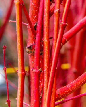Acer palmatum 'Sango-kaku' - immagine 2