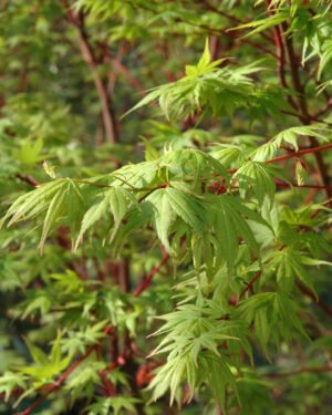 Acer palmatum 'Sango-kaku' - immagine 3
