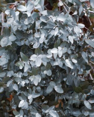 Eucalipto 'Baby Blue'