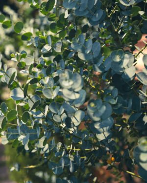 Eucalipto 'Baby Blue' - immagine 2