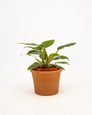 Philodendron 'White Princess' - immagine 4