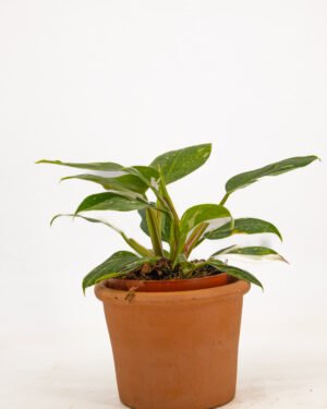 Philodendron 'White Princess' - immagine 5