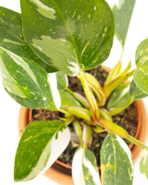 Philodendron 'White Princess'