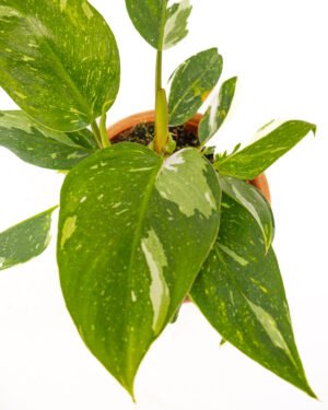 Philodendron 'White Princess' - immagine 2