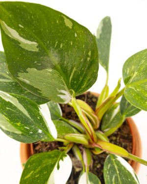 Philodendron 'White Princess' - immagine 3