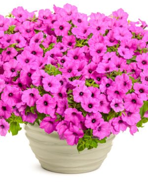 Petunia Supertunia Vista® Jazzberry®