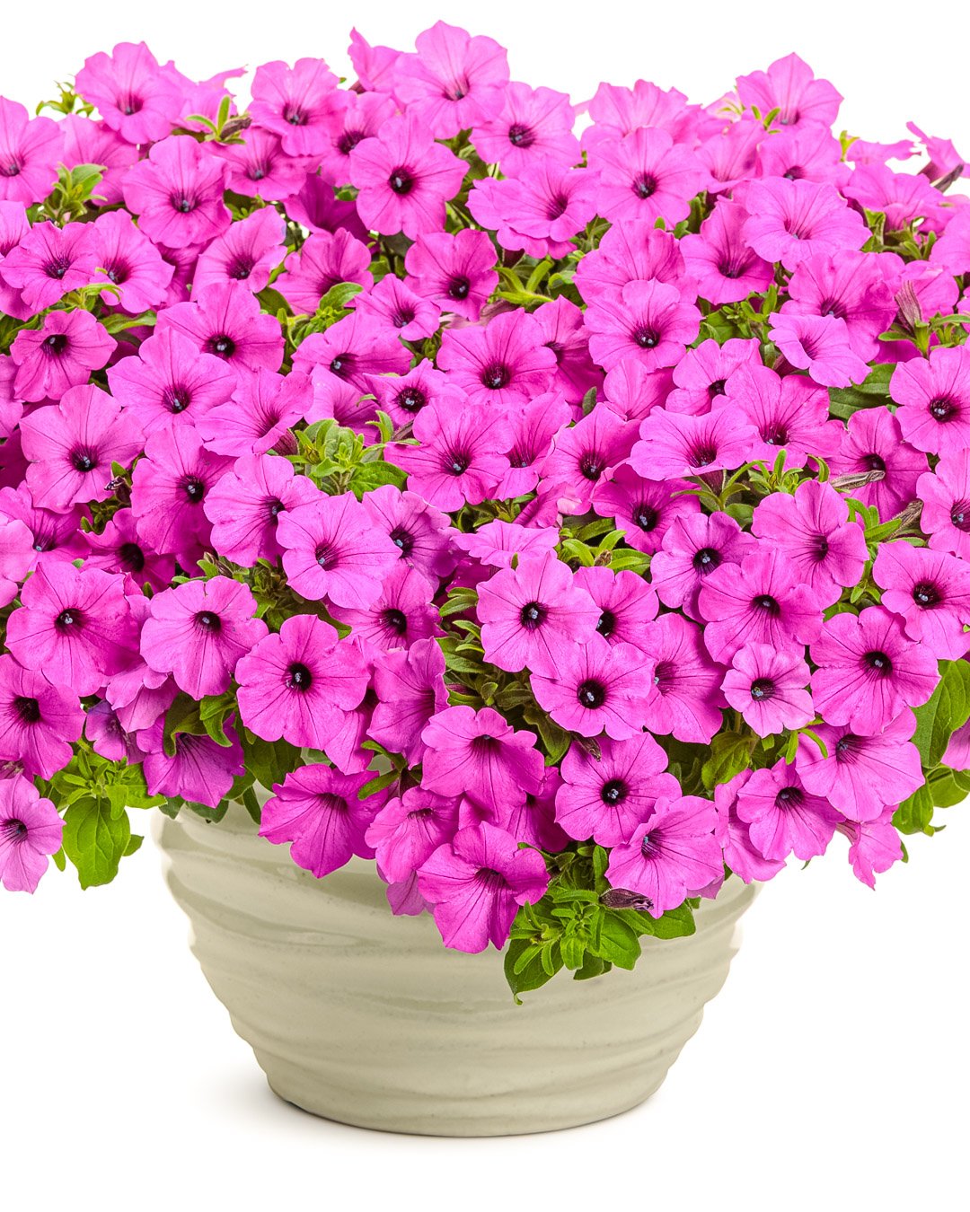 Petunia Supertunia Vista® Jazzberry®