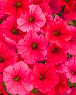 Petunia Supertunia Vista® Paradise®