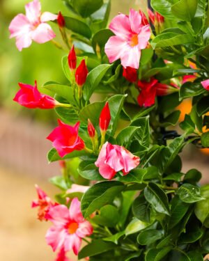 Dipladenia - immagine 2