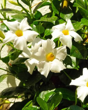 Dipladenia - immagine 4