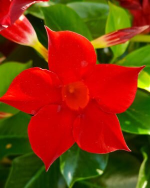 Dipladenia - immagine 3