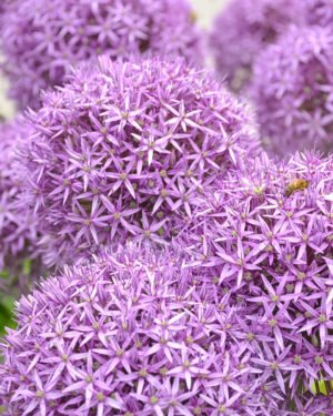 Allium millennium