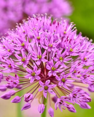 Allium millennium - immagine 2