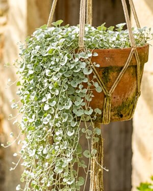 Dichondra 'Argentea'