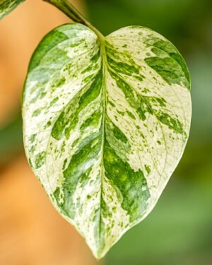 Epipremnum aureum 'Snow Leopard'