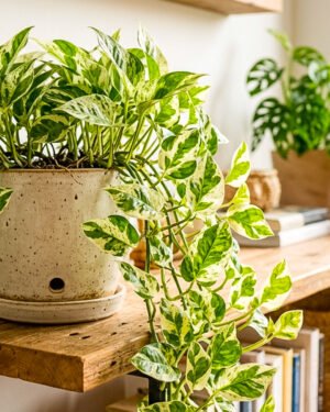 Epipremnum aureum 'Snow Leopard' - immagine 2