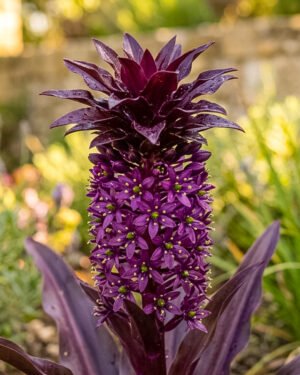 Eucomis crowning 'Purple Regis'