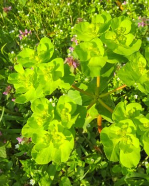 Euphorbia hybrid mix cespuglio - immagine 2