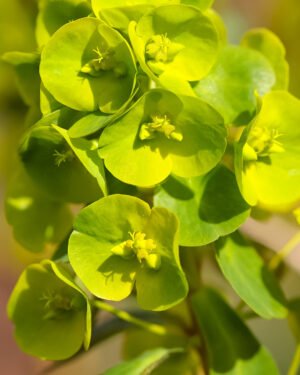 Euphorbia hybrid mix cespuglio