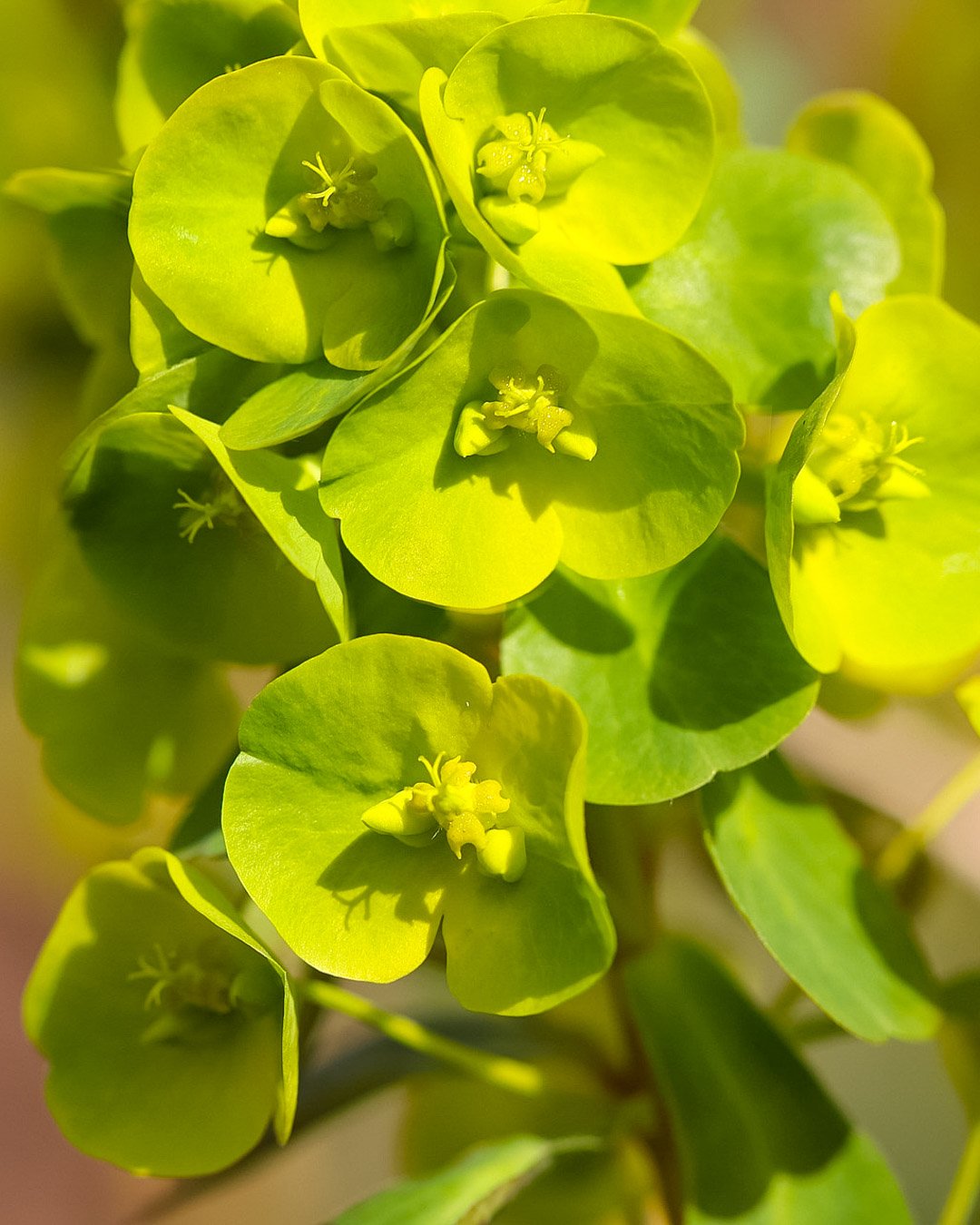 Euphorbia hybrid mix cespuglio Euphorbia hybrid mix cespuglio - immagine 1