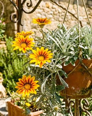 Gazania marittima 'Argentea' - immagine 2