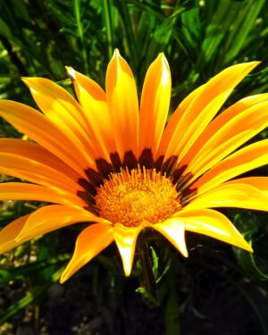 Gazania marittima 'Argentea'