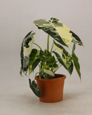 Alocasia variegata 'Frydek' - immagine 6