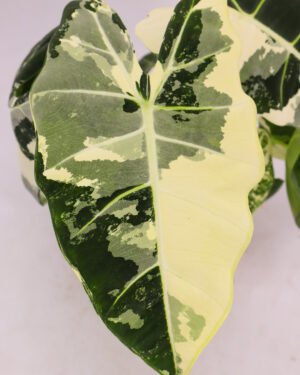 Alocasia variegata 'Frydek' - immagine 5
