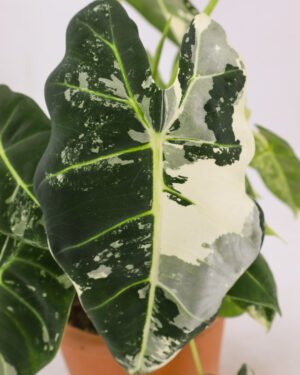 Alocasia variegata 'Frydek' - immagine 4